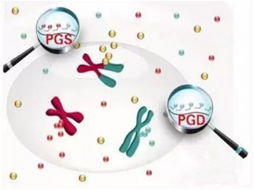 助孕公,利于受孕的食物有哪些？助孕主要补什么？