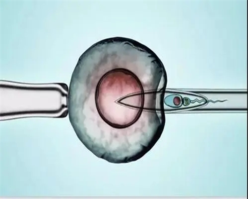 有医院供卵吗,北京口碑好的助孕包性别-正规试管机构