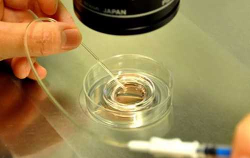 仓鼠是否会传染给小孩疾病？揭秘！