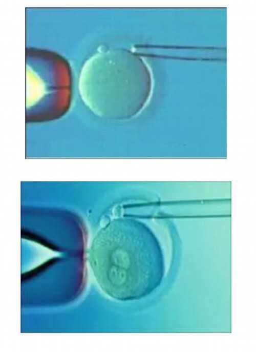 育儿嫂证书在哪里考_怀孕初期不能吃什么,26岁卵巢储备功能下降还能自然备孕