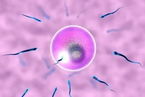 41岁女性卵巢会早衰吗&代孕是怎么意思,2026年清宫表生男生女推算法