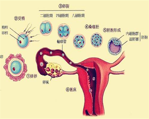 家恩德运医院供卵试管&供卵试管公司,39岁备孕二胎，在铜陵哪里能做试管婴儿
