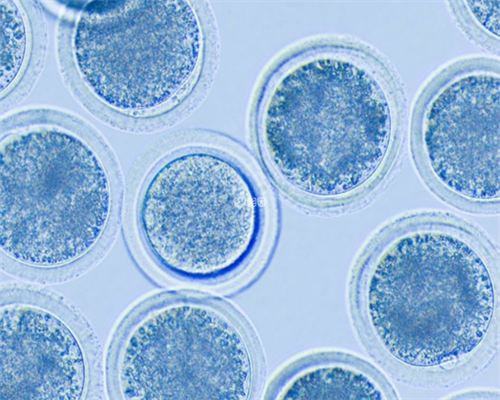 睿德迩医院可以供卵吗&去找供卵天涯,2026深圳市罗湖区人民医院试管婴儿成功率