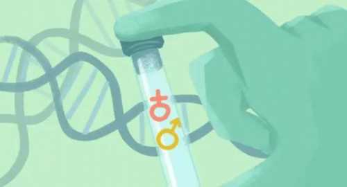 人的性别决定发生于什么时候&国内供卵医院有哪些,备孕二胎看过来！2026年广州