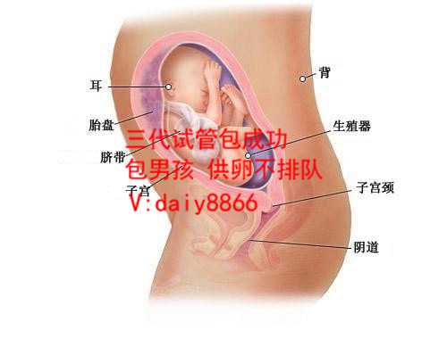 深圳深圳代妈_绝经一年还能怀孕吗_46岁的蔡少芬3岁的儿子实现了两个孩子！