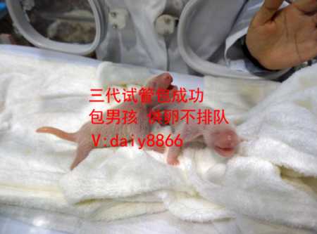 深圳做代孕那个权威_女性42岁怀孕几率_做试管婴儿的方案_做试管婴儿的流程，
