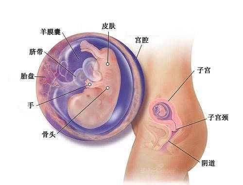 绝经的女人会怀孕吗_深圳哪里有要代孕_试管婴儿要做染色体吗_试管婴儿为什么